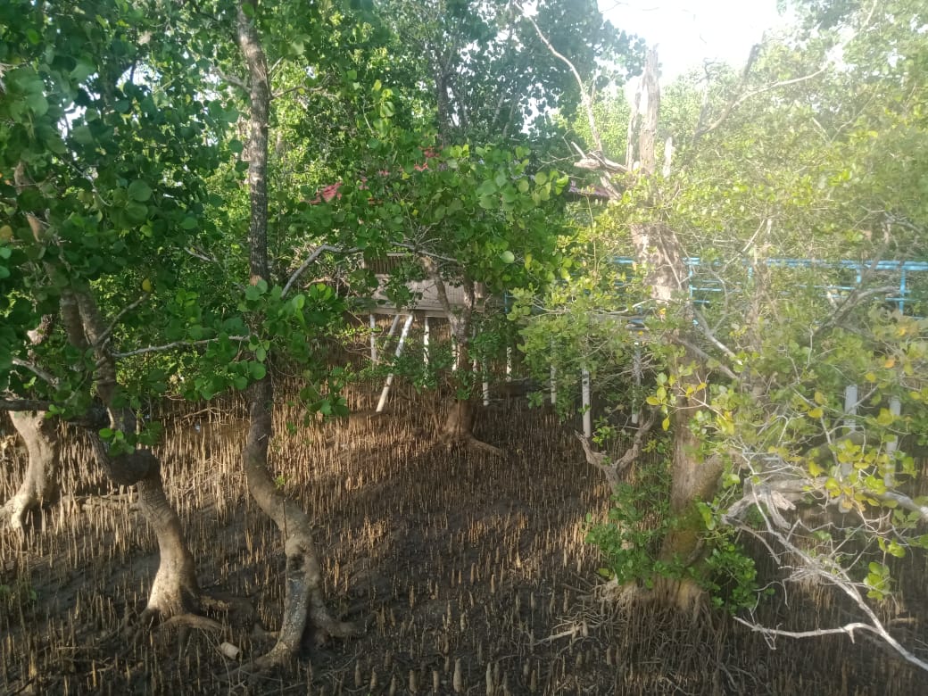 Pembangunan Objek Wisata Milik FG di Desa Minaesa, Diduga Merusak Mangrove