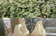 Potensi Minyak Nilam Serta Fluktuasi Harga di Sulut