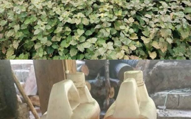Potensi Minyak Nilam Serta Fluktuasi Harga di Sulut