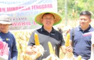 Wabub Fredy Tuda Panen Jagung di Kebun Percontohan Pemkab Mitra
