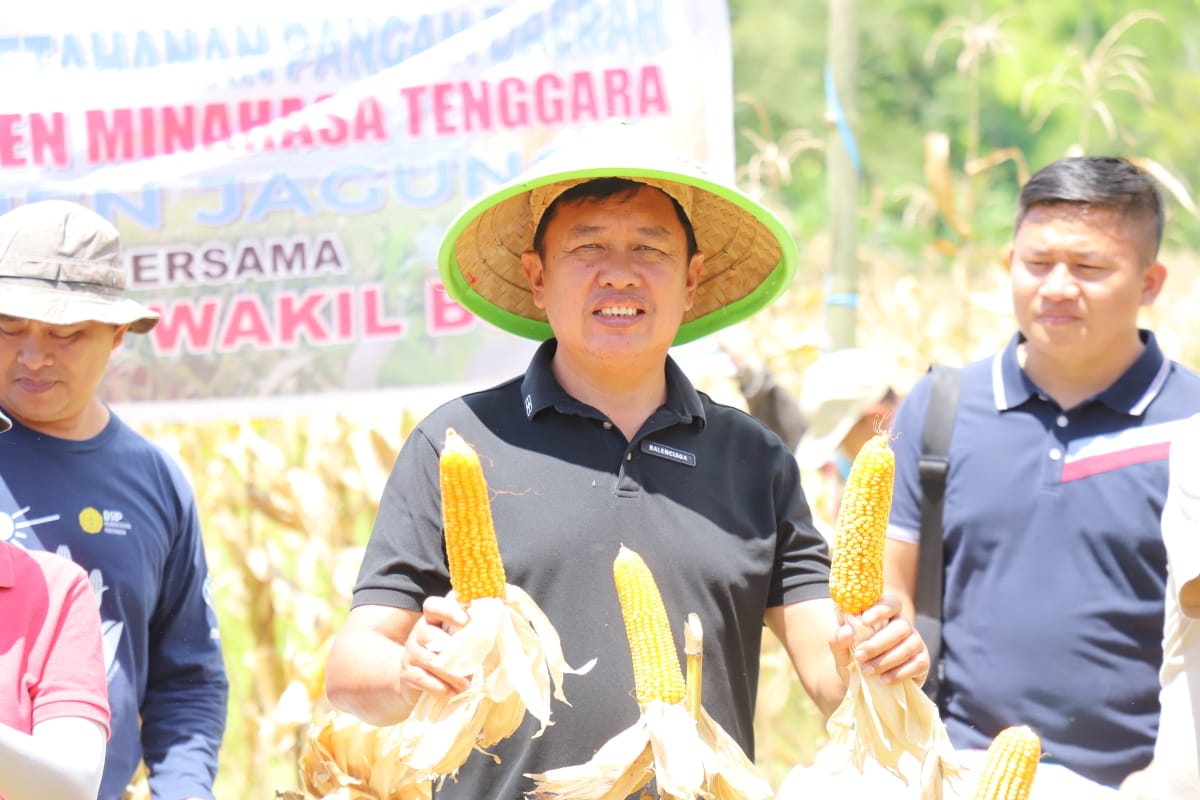 Wabub Fredy Tuda Panen Jagung di Kebun Percontohan Pemkab Mitra