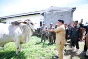 Gubernur Yulius Serahkan Sapi Kurban Bantuan Presiden Prabowo untuk Masyarakat Bolaang Mongondow