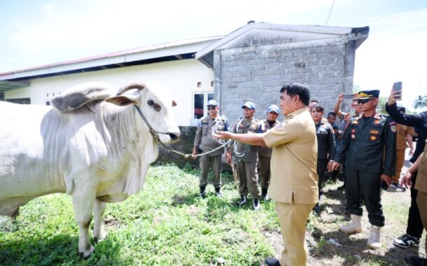 Gubernur Yulius Serahkan Sapi Kurban Bantuan Presiden Prabowo untuk Masyarakat Bolaang Mongondow